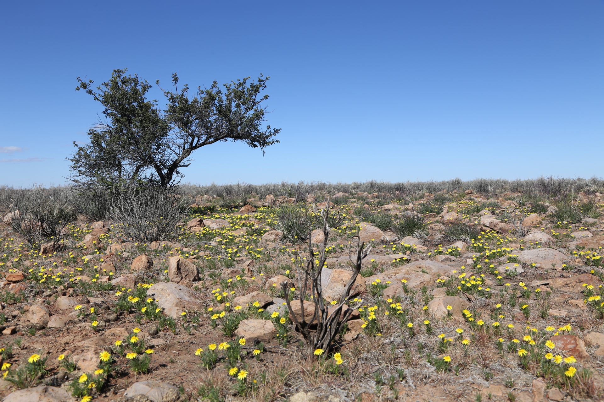 Gamsberg