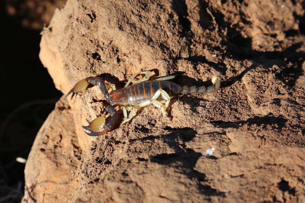 Gamsberg