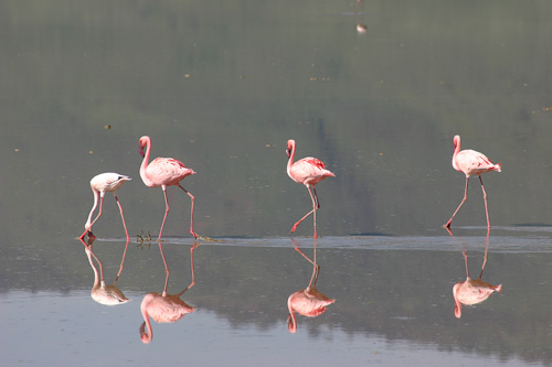 flamingos