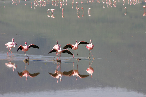 flamingos