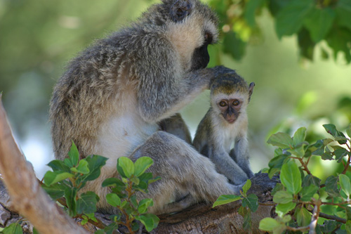 meerkatzen