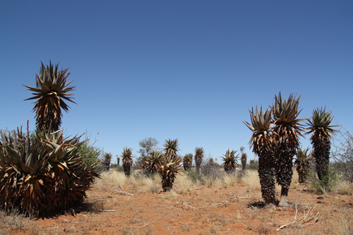 kalahari