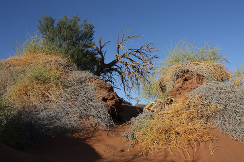 namib