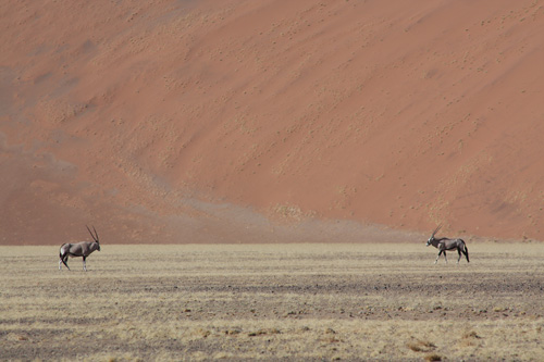 namib