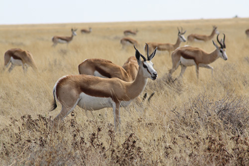 etosha