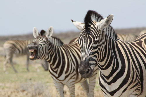 etosha