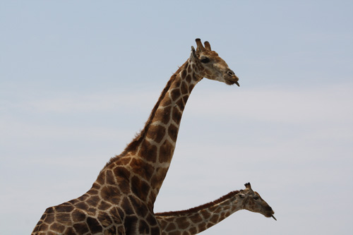 etosha