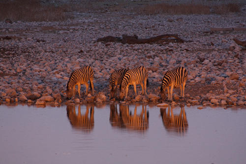 etosha