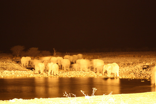 etosha