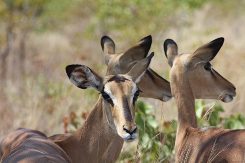 etosha