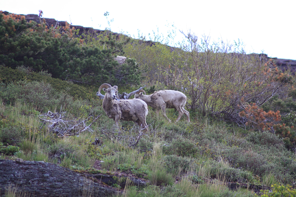 bighorn sheeps