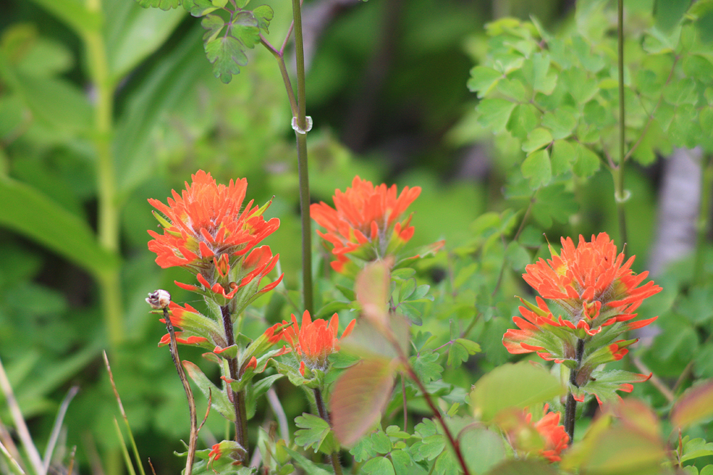 indian painbrush