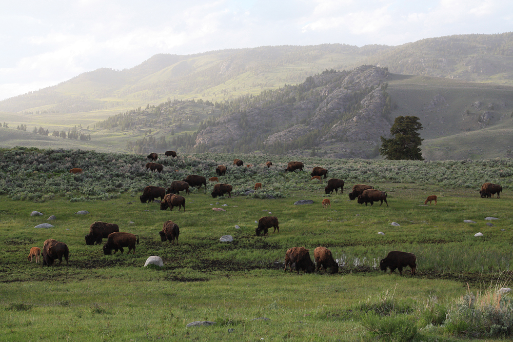 lamar valley, yellowstone