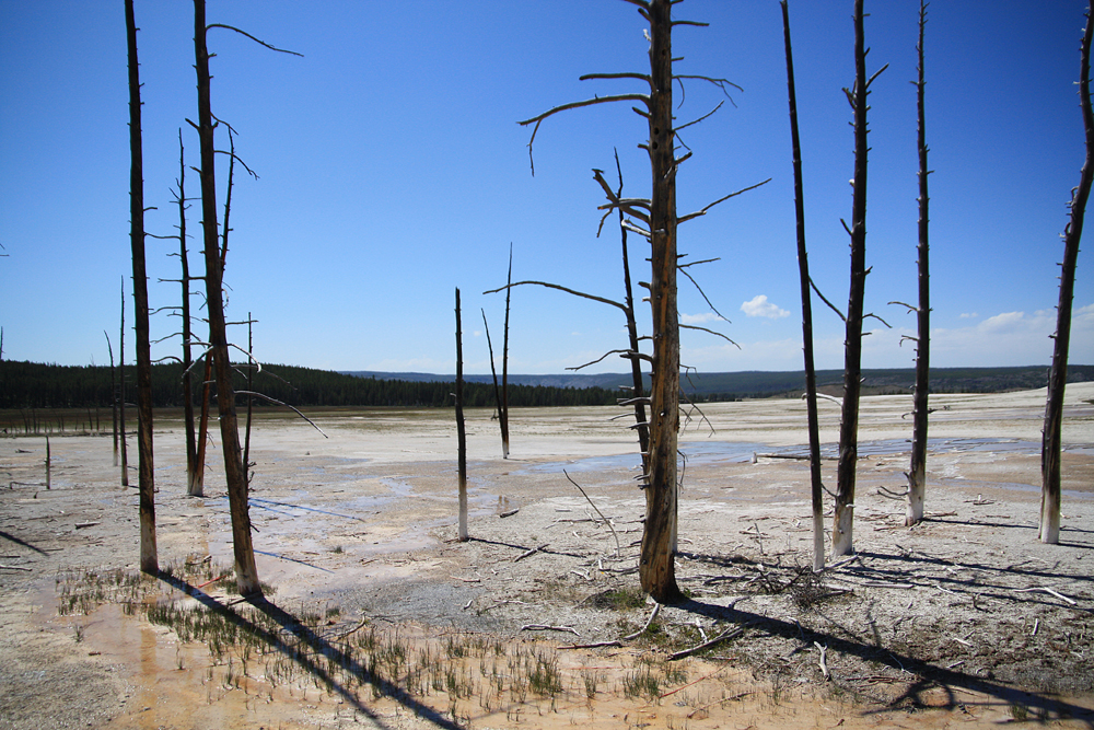 white socks trees, yellowstone