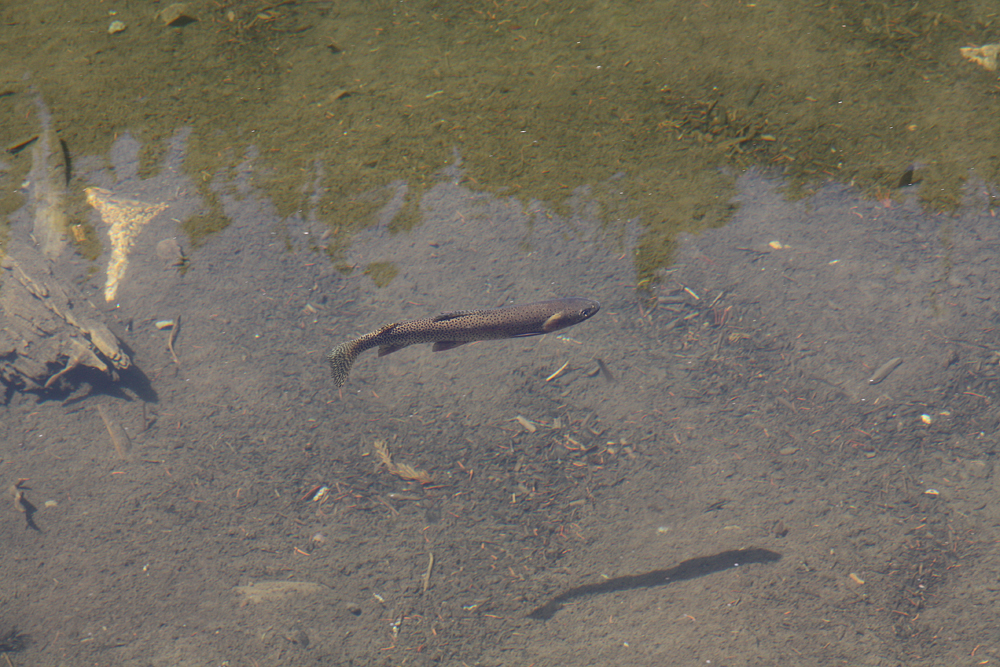 brown trout